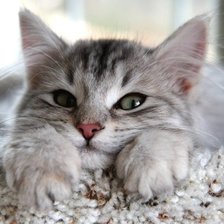 Схема вышивки «Кошка»