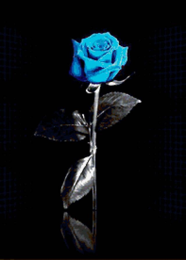 Голубая роза - роза, цветок - предпросмотр