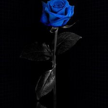 Голубая роза