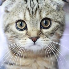 Схема вышивки «Кошка»