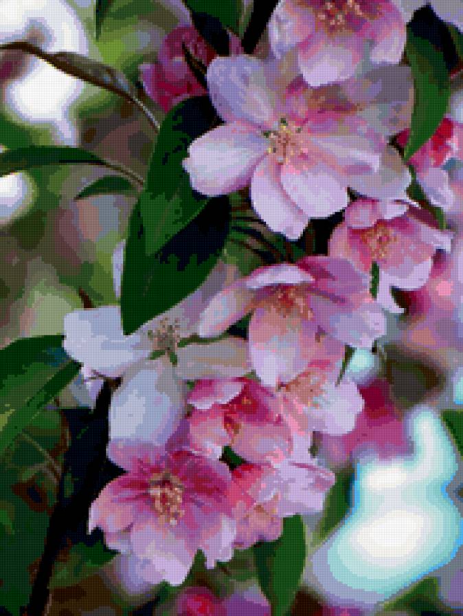 яблони в цвету - яблоня, цветы, весна - предпросмотр