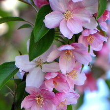 Схема вышивки «яблони в цвету»