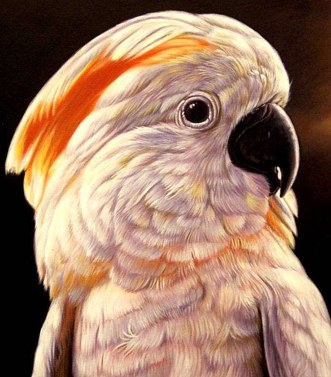 Какаду - птицы, попугай - оригинал