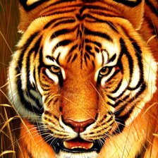 Схема вышивки «Тигр»
