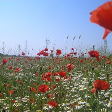 Схема вышивки «№360065»