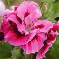 Схема вышивки «№360073»