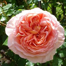 Схема вышивки «роза»