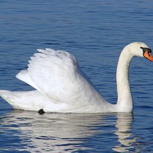 Схема вышивки «лебедь»