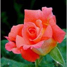 Схема вышивки «роза»