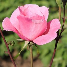 Схема вышивки «роза»