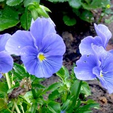 Схема вышивки «№360098»