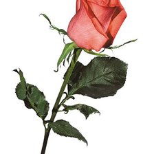 Схема вышивки «роза»