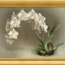 Схема вышивки «орхидеи»