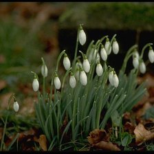 Схема вышивки «подснежники»