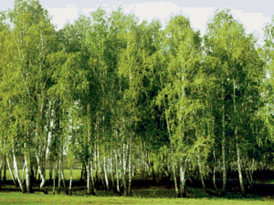 молодая роща - лето, пейзаж, природа, березы, деревья - предпросмотр