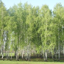 Схема вышивки «молодая роща»