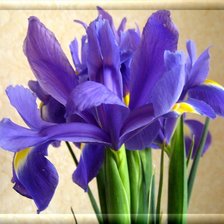 Схема вышивки «ирисы»