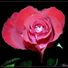 Схема вышивки «розы»