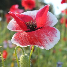 Схема вышивки «маки»