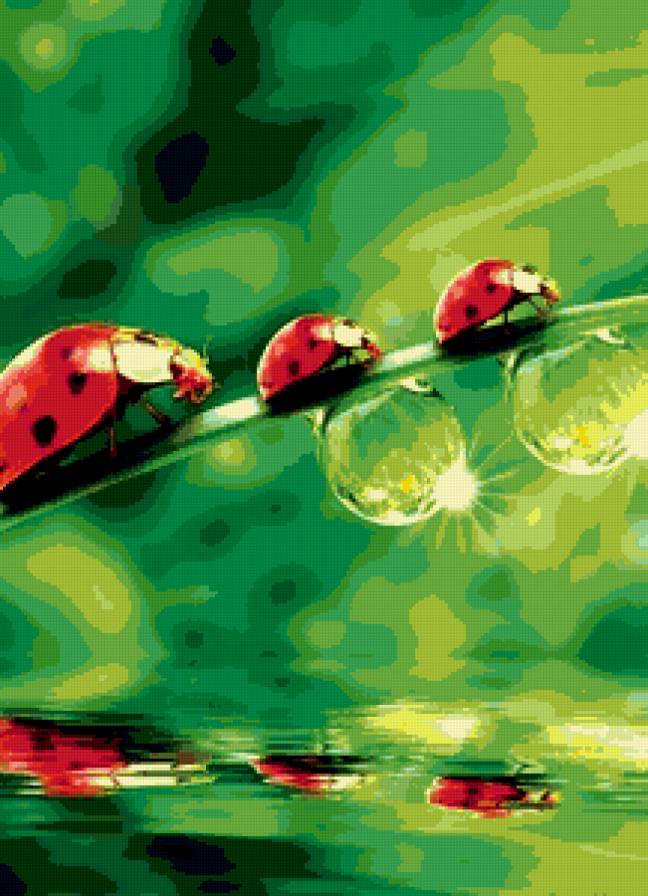 божья коровка - отражение, божья коровка, капля, природа - предпросмотр