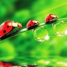 Схема вышивки «божья коровка»