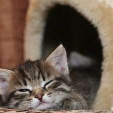 Схема вышивки «Киса»