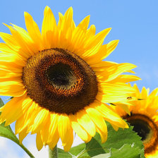 Схема вышивки «Подсолнухи»