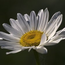 Схема вышивки «ромашки»