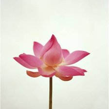 Схема вышивки «Лотос»