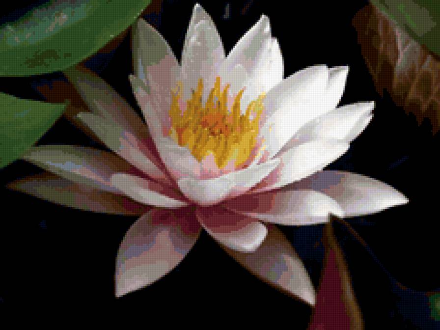 Розовый лотос - цветы - предпросмотр