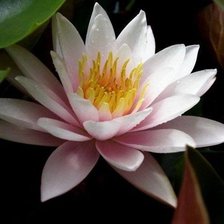 Схема вышивки «Розовый лотос»