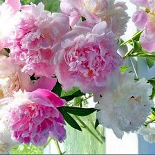 Схема вышивки «№360445»