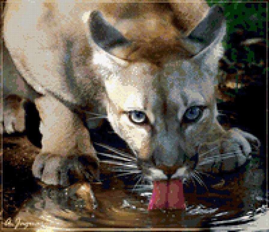 жажда - вода, хищник, кошка, глаза, пума, кошки, зверь - предпросмотр