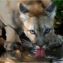 Схема вышивки «жажда»