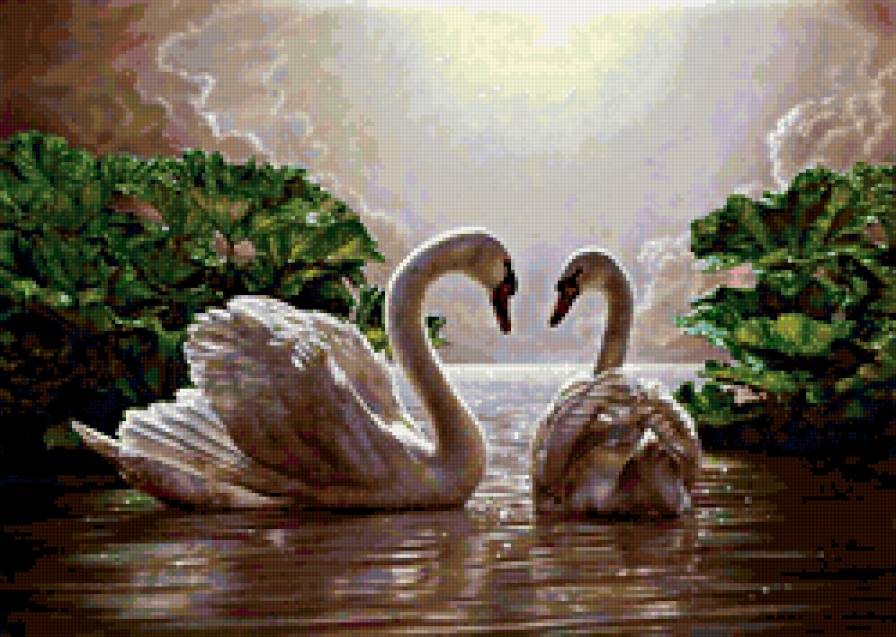 лебеди - птицы, пара, лебеди, вода - предпросмотр