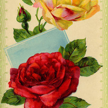 Схема вышивки «две розы»