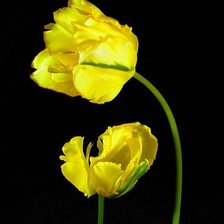 Схема вышивки «тюльпаны»