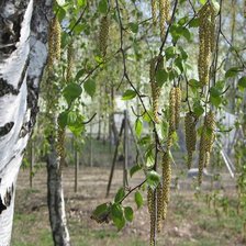 Схема вышивки «весна»