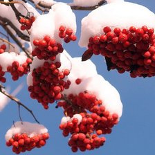 Схема вышивки «рябина»