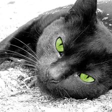 Схема вышивки «Зеленые глаза»