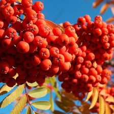 Схема вышивки «рябина осень»