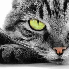 Схема вышивки «котик»