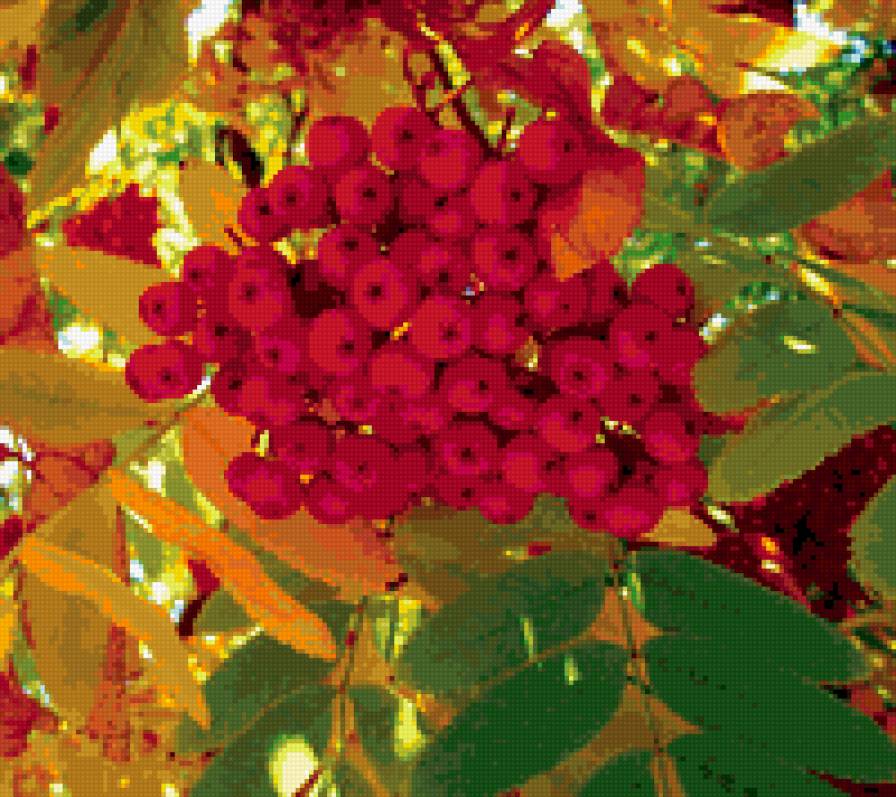 рябина осень - предпросмотр