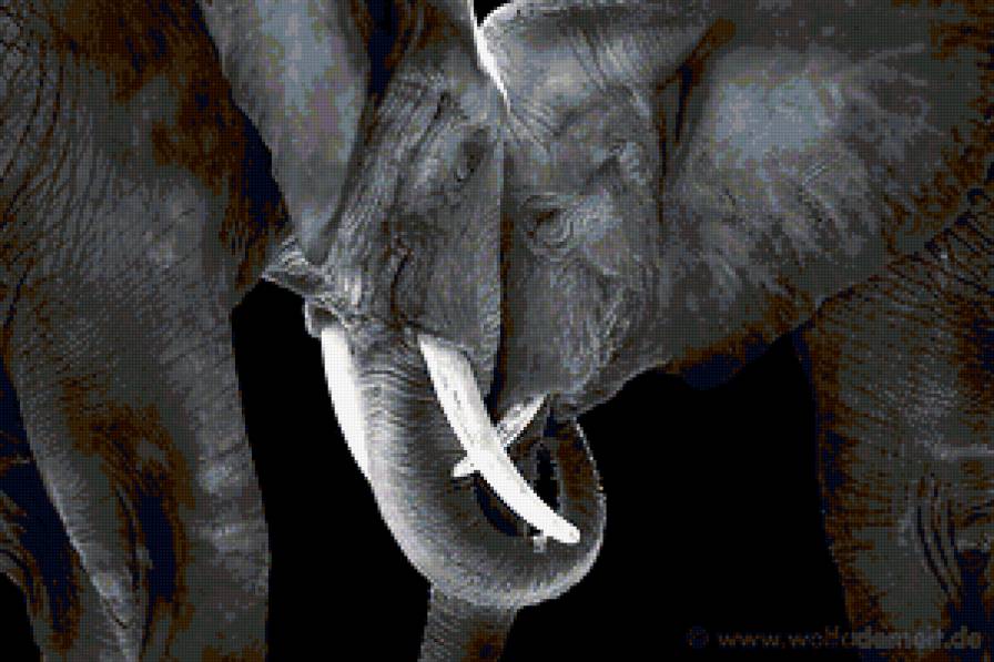 Слоны - предпросмотр