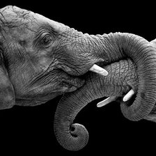 Схема вышивки «Слоны»