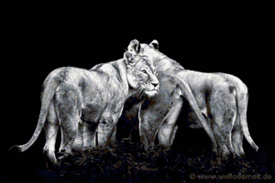 Львицы - предпросмотр