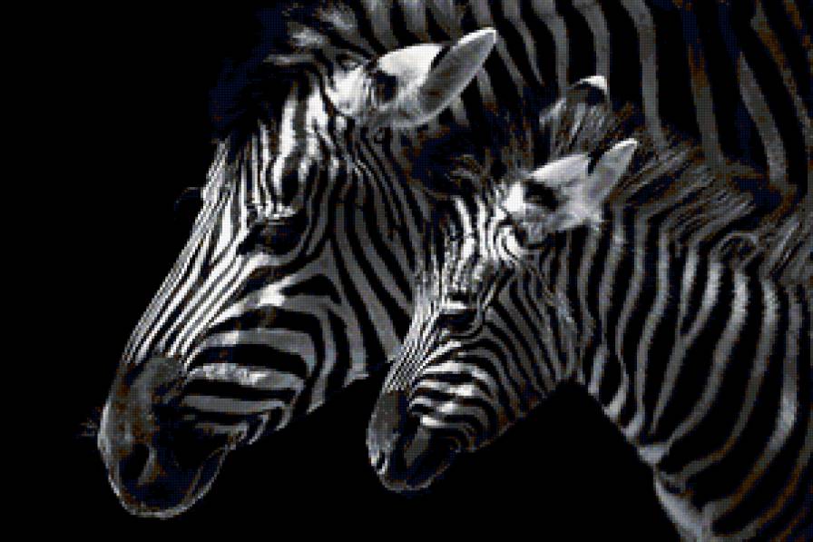 Зебра - предпросмотр