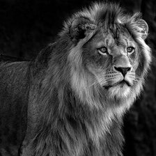 Схема вышивки «Лев»