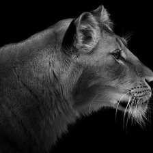 Схема вышивки «Львица»