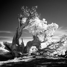 Схема вышивки «Дерево»